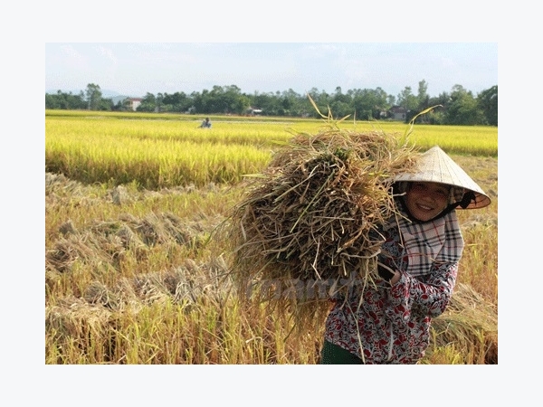 Lúa khỏe, tăng năng suất nhờ kỹ thuật bón phân 