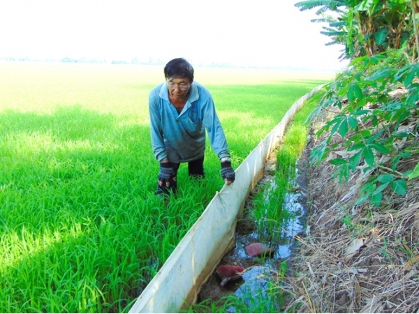 Làm hàng rào nilon bẫy chuột