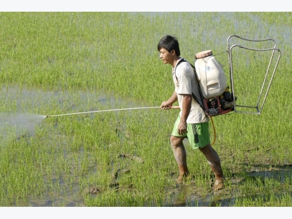 Phòng trừ bệnh vàng lùn - lùn xoắn lá