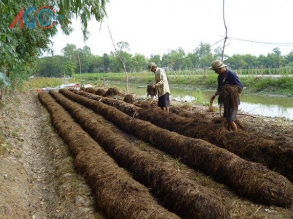 Trồng nấm rơm phối trộn lục bình năng suất cao