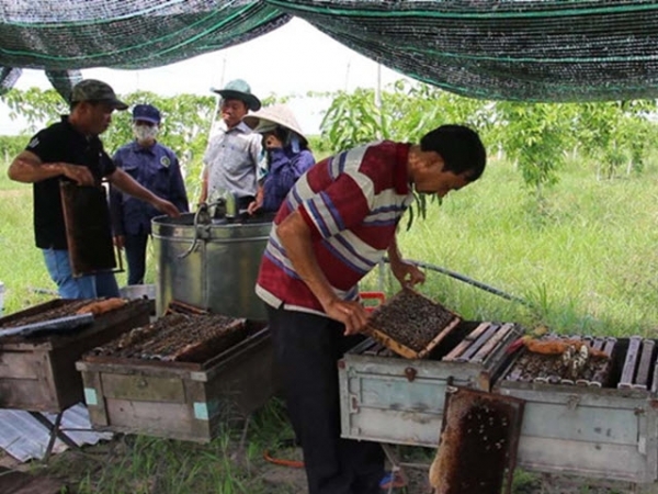 Tận dụng vườn chanh dây nuôi ong mật