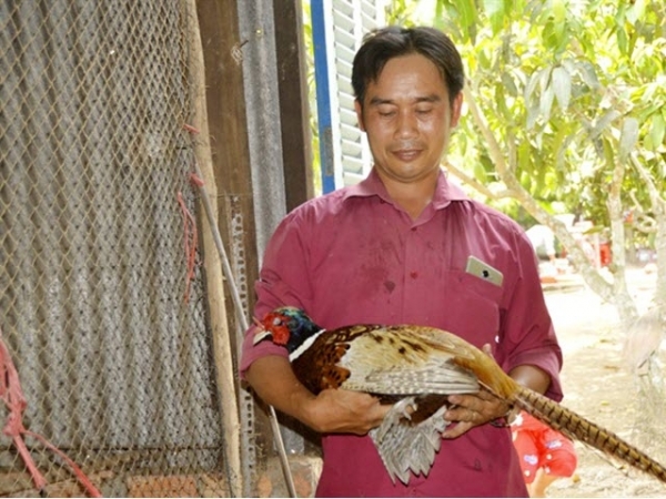 Chim trĩ 'siêu' mắn đẻ, nuôi chúng được ví như 'máy in tiền'