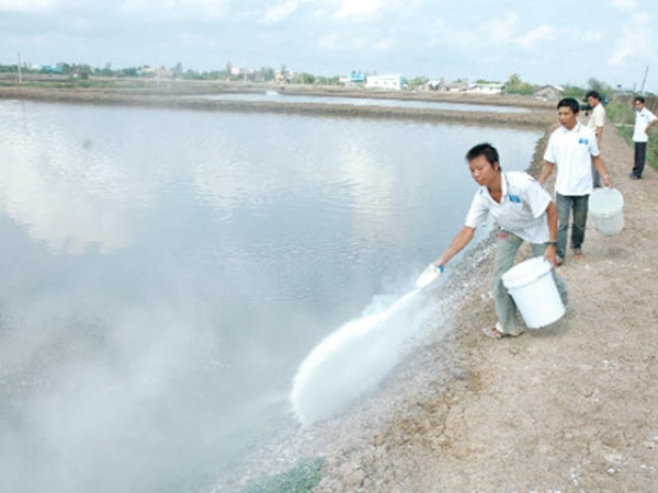 Nguy cơ bùng phát dịch bệnh trên tôm