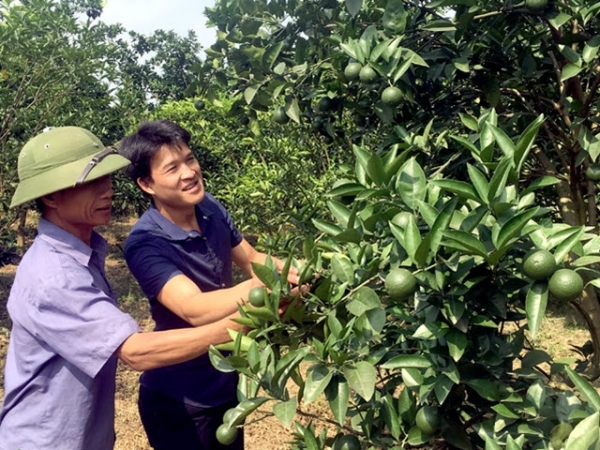 Phòng trừ sâu, bệnh hại cây có múi