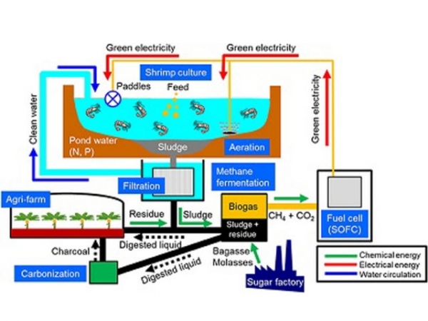 Xử lý bùn thải ao nuôi tôm chuyển hóa thành điện sinh học