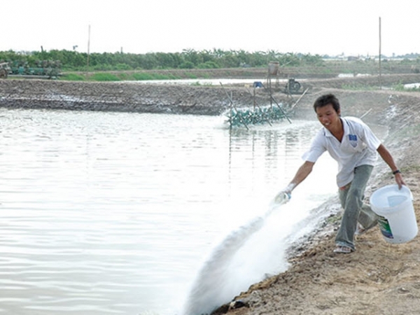 Vai trò của vôi và đánh giá chất lượng của vôi trong nuôi trồng thủy sản