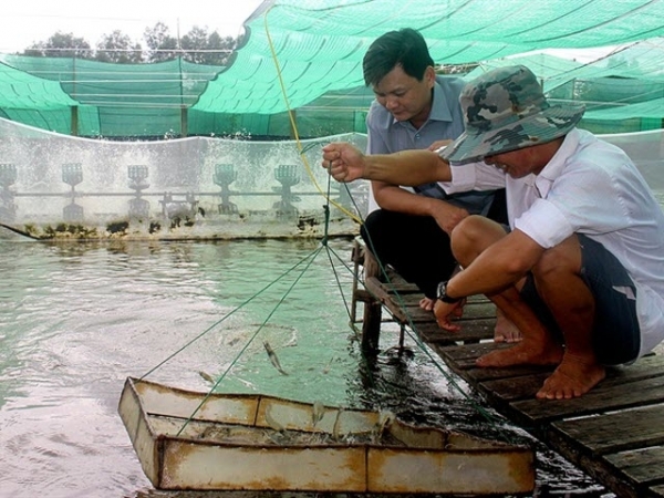 Nuôi tôm siêu thâm canh - đột phá ngoạn mục