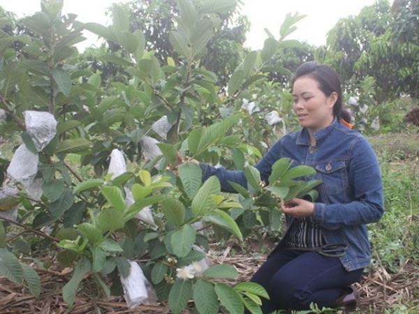 'Liều' bỏ mía trồng cây ăn quả, hóa ra lại 'ăn to'