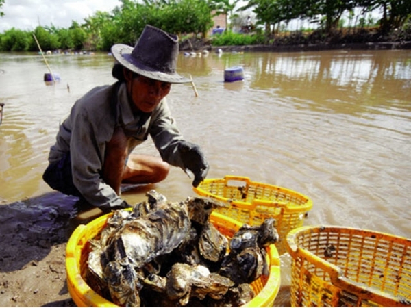 Triển vọng sản xuất hàu giống