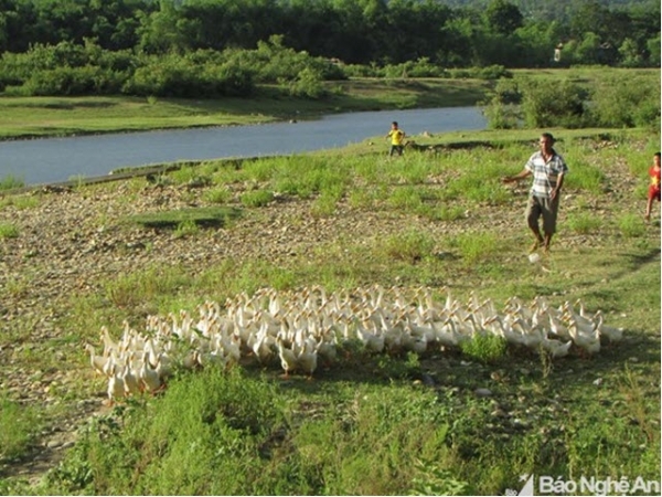 Nuôi vịt, cá sinh thái trên sông Giăng thu trăm triệu mỗi năm