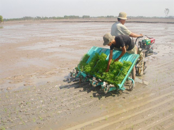 Gieo sạ, bón phân hợp lý cho lúa thu đông