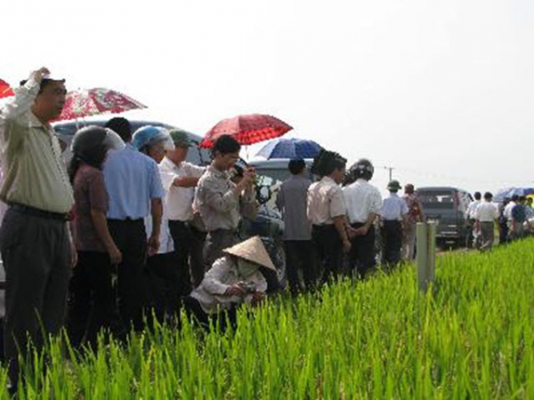 Một số giống lúa thuần triển vọng