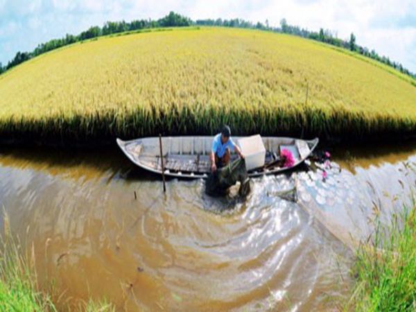 Triển vọng từ mô hình tôm sinh thái - lúa an toàn