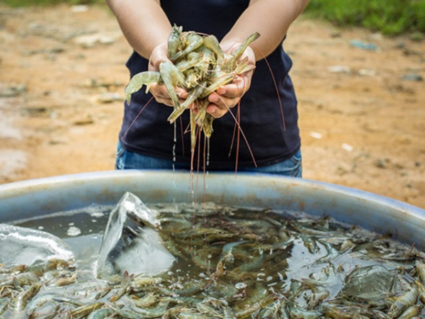 Tăng truy xuất nguồn gốc cho thủy sản xuất khẩu