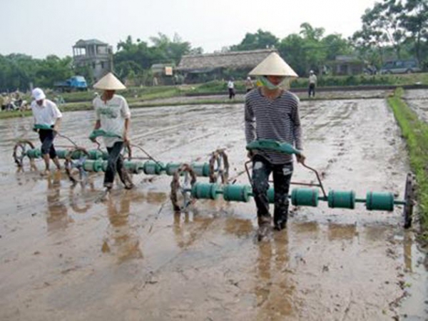 Những lưu ý về chăm sóc lúa gieo sạ