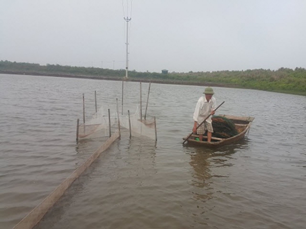 Nuôi tôm bắt ăn kham khổ, bán 400 ngàn/kg mà tranh nhau mua