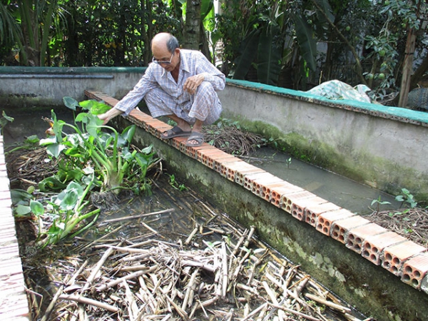 Thu lãi trăm triệu từ nuôi lươn hồ xi măng tại Đồng Tháp