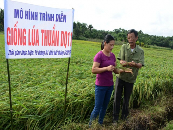 Triển vọng từ giống lúa thuần DQ11