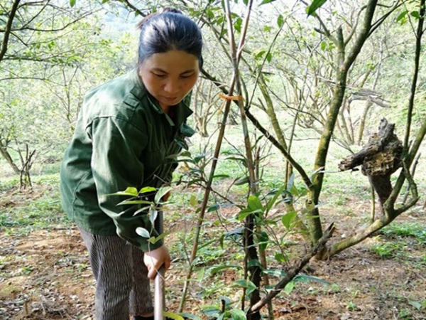 Nhân rộng mô hình trồng ba kích tím