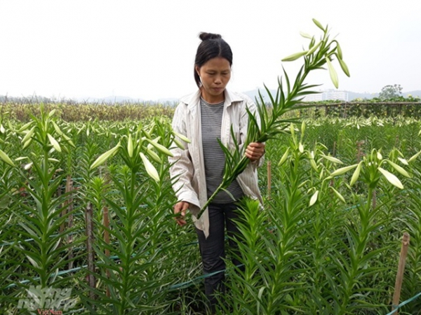 Trồng hoa loa kèn - một vốn bốn lời