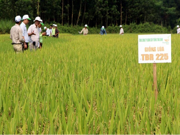 Một số vấn đề cần chú ý trong sản xuất vụ mùa