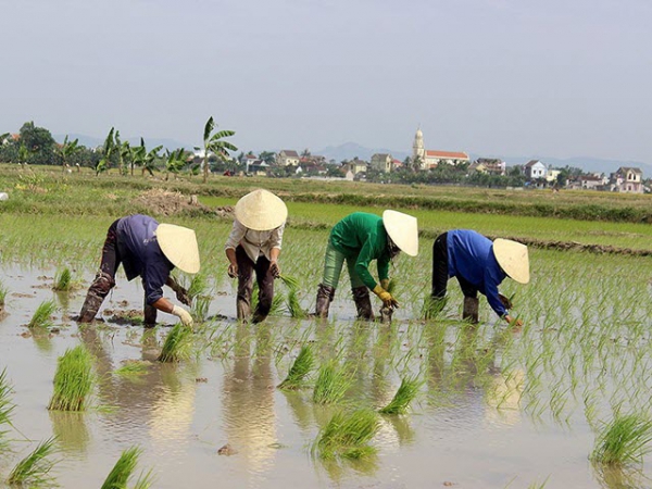 Một số lưu ý chọn giống, thời vụ gieo cấy vụ Xuân năm 2019