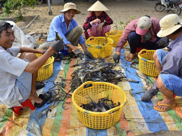 Nuôi tôm càng xanh, tôm sú ghép với lúa, nên áp dụng ở những vùng nào?