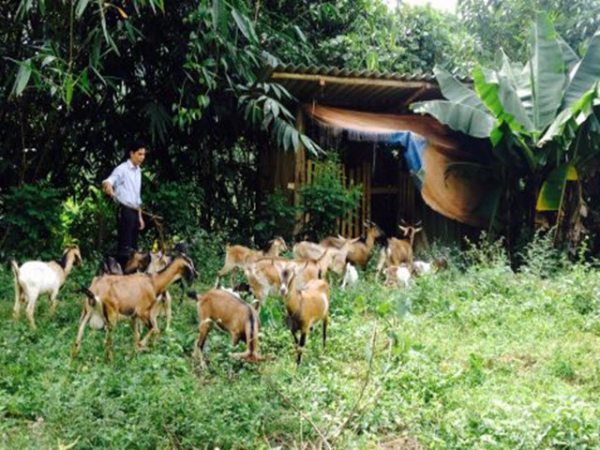 Phòng bệnh cho gia súc – gia cầm trong mùa hè