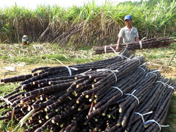 Chuyển lúa sang mía trái vụ thu nhập cao