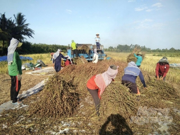 Chuyển đổi luân canh cây mè trên đất lúa