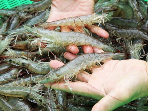 Xuất khẩu hải sản sang Hàn Quốc tăng 5%