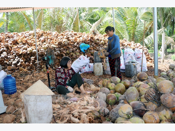 Mỏ Cày Nam xây dựng vùng sản xuất dừa hữu cơ tập trung