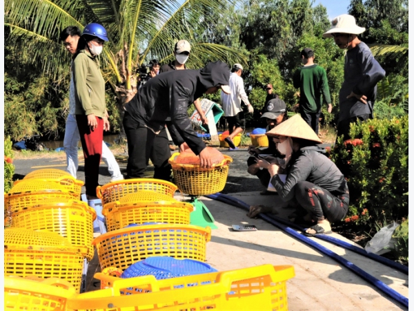 Sản lượng tôm nước lợ, cua biển nuôi tăng mạnh