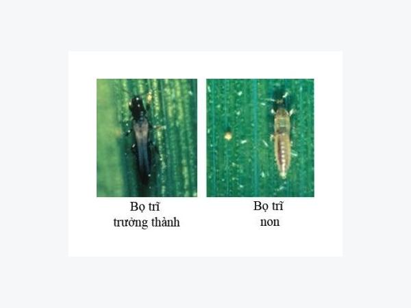 Bọ trĩ stenchaetothrips biformis  Côn Trùng Gây Hại Trên Cây Trồng   CÔNG TY TNHH ĐIỀN TRANG