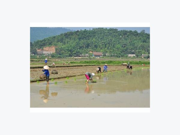 Minh Quang Hối Hả Làm Mùa