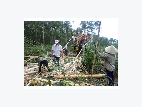 Tỷ Phú Nhờ Trồng Keo Lá Tràm