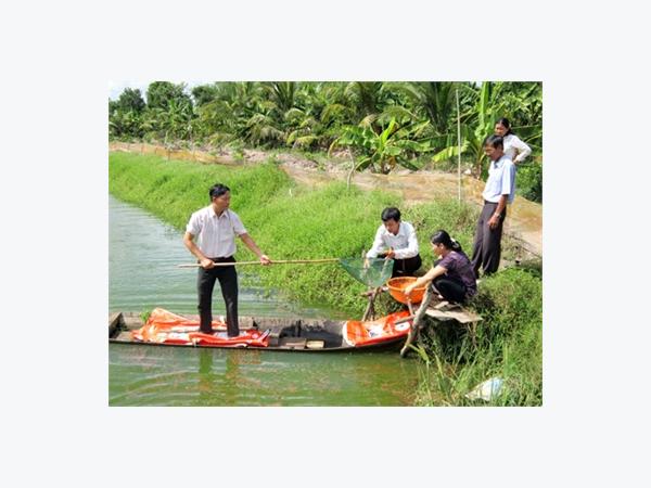 Nuôi Cá Trong Ruộng Lúa Mô Hình Nhiều Triển Vọng