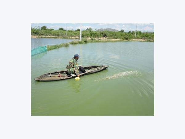 Triển Khai Mô Hình Nuôi Cá Điêu Hồng Thương Phẩm