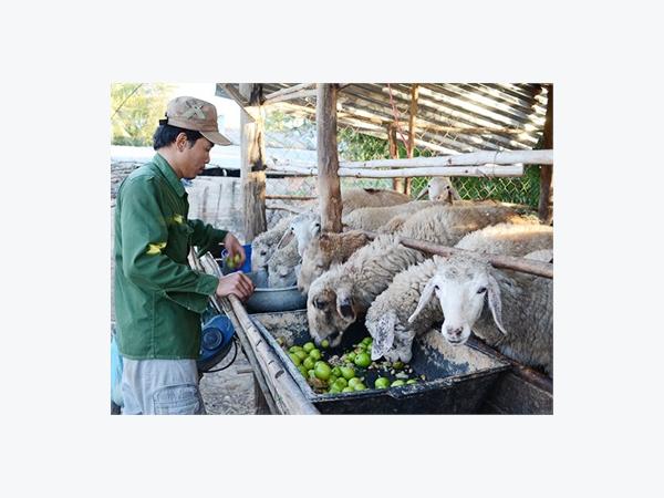 Nuôi Vỗ Béo Dê Cừu, Cách Làm Mới Của Các Gia Trại Ở Ninh Phước