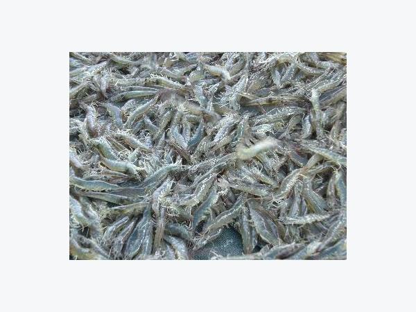 Giá Tôm Thẻ Chân Trắng Tăng Trở Lại 2.000 Đồng/kg