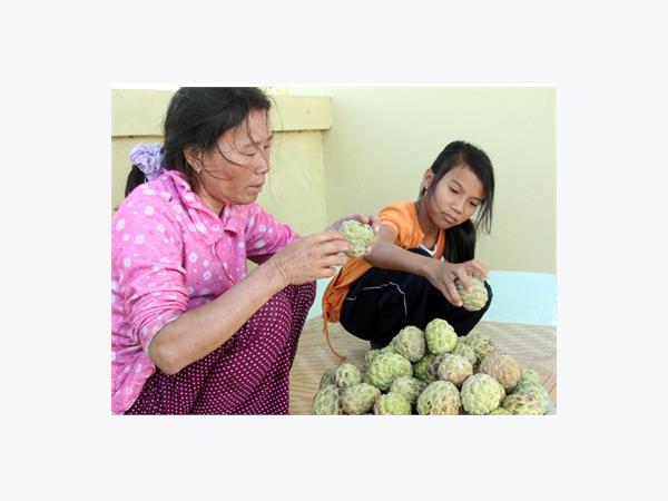 Anh Nông Dân Thoát Nghèo Từ Cây Mãng Cầu