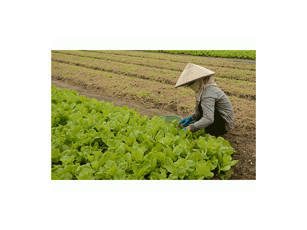 Giá rau tăng mạnh