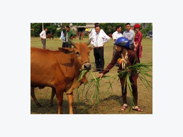 Lãi lớn nhờ nâng tầm vóc bò lai