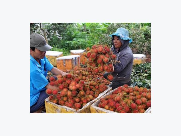 Nông dân Đồng Nai ồ ạt trồng chôm chôm Thái