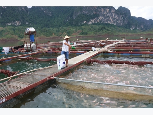 Quỳnh Nhai phát triển nghề nuôi cá lồng