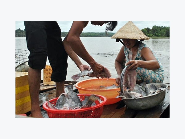 Hàng chục tấn cá nuôi chết trắng ở Bình Phước