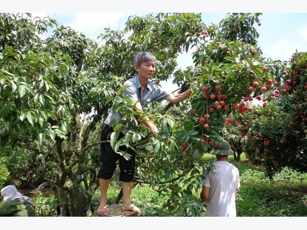 Công đoạn thu hoạch và chăm sóc vải thiều Thanh Hà sau thu hoạch