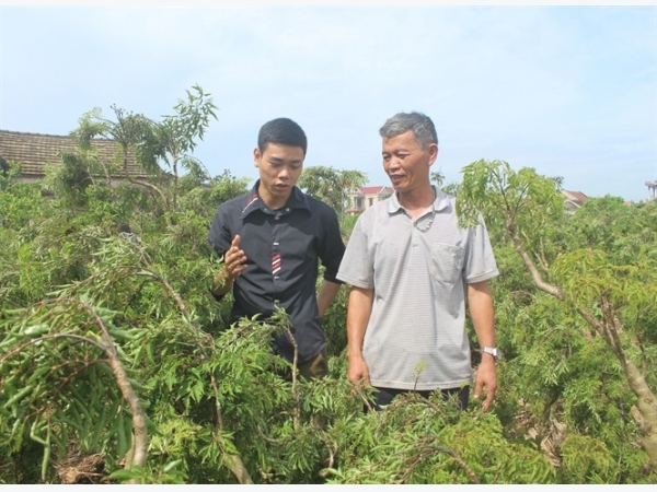 Thu nhập hàng trăm triệu mỗi năm nhờ trồng đinh lăng 'sạch'