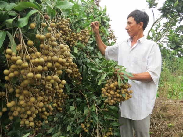 Thăng trầm cây nhãn Châu Thành