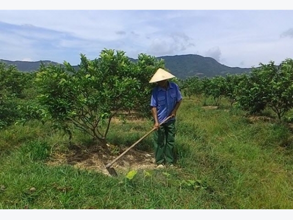 Kiên trì trồng ổi sạch, khách tới tận vườn mua